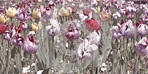 Field of withering tulips in late spring - soft decay at springtime