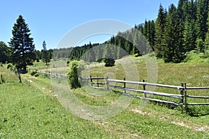 The field and wooden fence,coniferous forest