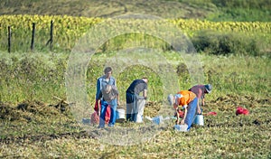Field Workers Harvesting Potato