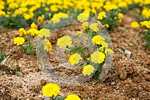 Field of yelloe Marigold