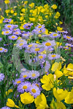 Field of yellow and blue flowers. Daisy and Eschscholzia