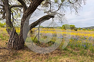 Field of yellow and blue wildflowers and old mesquite tree
