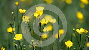Field of Yellow Buttercups Blossoming Happily Amid the Cool Green Grass