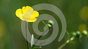 Field of Yellow Buttercups Blossoming Happily Amid the Cool Green Grass