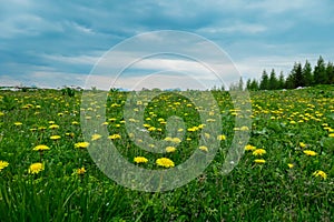 Petzen - Field of yellow Common Dandelion growing on lush green alpine meadow on mountain peak Feistritzer Spitze photo