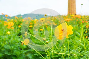 Field of Yellow Cosmos Flower meadow in Valley of Tropical Garden