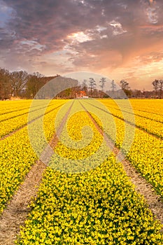 Field of yellow daffodil flowers, sunset sky, Netherlands