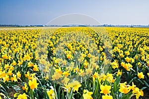 Field with yellow daffodils in april