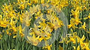 A field of yellow daffodils blooms on a spring day in the park, slow motion bees fly around