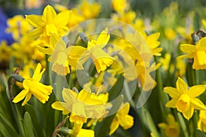 Field of yellow daffodils - narcissus flowers photo