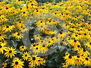 Field of yellow daisies in bloom. .