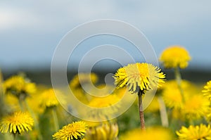 Field of Yellow dandelions