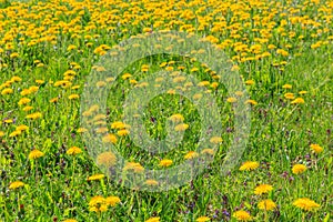 Field of yellow dandelions