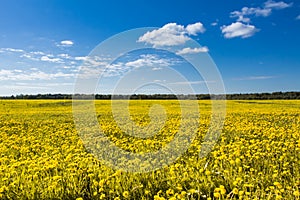 Field of yellow dandelions against the blue sky.