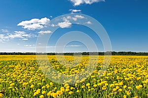 Field of yellow dandelions against the blue sky.