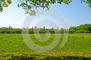 Field with yellow dandelions and blue sky