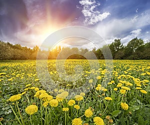 Field with yellow dandelions and blue sky