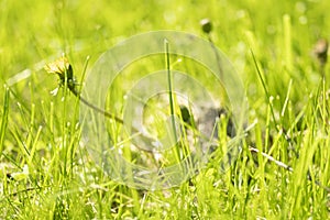 Field with yellow dandelions close up