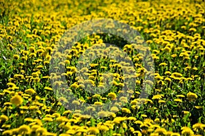 Field of yellow dandelions with grass