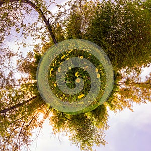 Field of yellow dandelions in the green forest at sunset. Tiny Little Planet