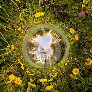 Field of yellow dandelions in the green forest at sunset. Tiny Little Planet