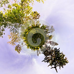 Field of yellow dandelions in the green forest at sunset. Tiny Little Planet