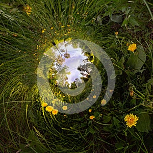 Field of yellow dandelions in the green forest at sunset. Tiny Little Planet