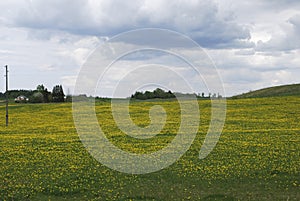 Field of yellow dandelions, overcast sky.