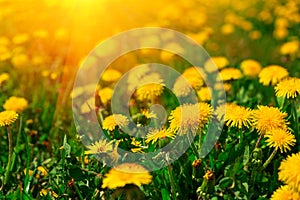 Field with yellow dandelions. Spring background. Soft focus