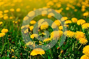 Field with yellow dandelions. Spring background. Soft focus