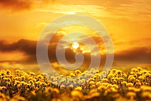 Field of yellow dandelions at sunset. Concept spring summer. Artistic natural image