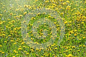 Field of yellow dandelions. Taraxacum officinale, the common dandelion