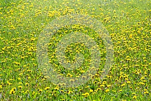 Field of yellow dandelions. Taraxacum officinale, the common dandelion