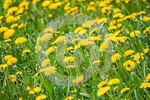 Field of yellow dandelions. Taraxacum officinale, the common dandelion photo