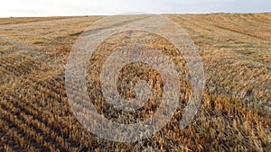 Field yellow dry stems from mowed harvested wheat