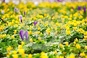 Field of yellow and few purple flowers in beginning of spring