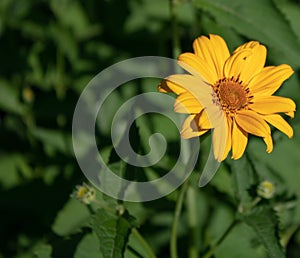 Field yellow flower on a blurry green background