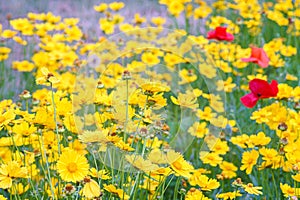 Field of yellow flower lance leaved, Coreopsis lanceolata, Lanceleaf Tickseed or Maiden's eye