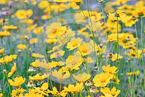 Field of yellow flower lance leaved, Coreopsis lanceolata, Lanceleaf Tickseed or Maiden's eye