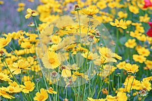 Field of yellow flower lance leaved, Coreopsis lanceolata, Lanceleaf Tickseed or Maiden's eye