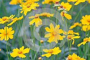 Field of yellow flower lance leaved, Coreopsis lanceolata, Lanceleaf Tickseed or Maiden's eye