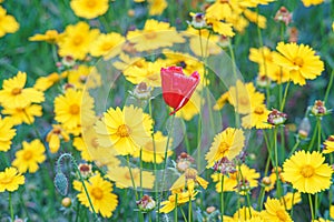 Field of yellow flower lance leaved, Coreopsis lanceolata, Lanceleaf Tickseed or Maiden's eye