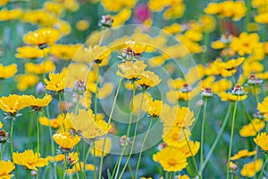 Field of yellow flower lance leaved, Coreopsis lanceolata, Lanceleaf Tickseed or Maiden's eye