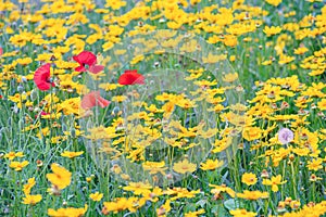 Field of yellow flower lance leaved, Coreopsis lanceolata, Lanceleaf Tickseed or Maiden's eye