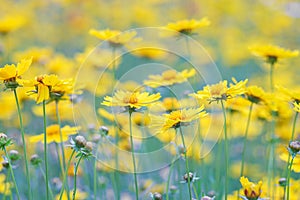 Field of yellow flower lance leaved, Coreopsis lanceolata, Lanceleaf Tickseed or Maiden's eye