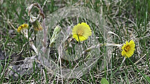 In the field, a yellow flower swaying in the wind, mother and stepmother