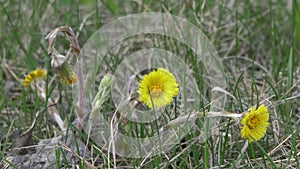 In the field, a yellow flower swaying in the wind, mother and stepmother