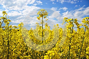 Field of yellow flowering oilseed on a cloudy blue sky in springtime (Brassica napus), Blooming canola