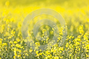 Field of yellow flowering oilseed rape