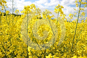 Field of yellow flowering oilseed on a cloudy blue sky in springtime (Brassica napus), Blooming canola